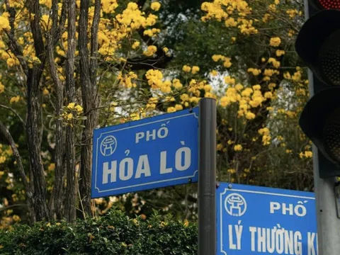 Hoa phong linh nhuộm vàng rực trời Hà Nội