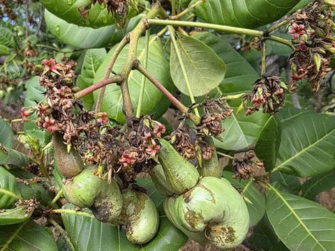 Sâu bệnh bùng phát sau mưa trái mùa, vụ điều ở Đồng Nai đối mặt rủi ro lớn