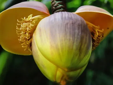 Loại rau xưa “cứu đói”, nay được ví như “nhân sâm của người nghèo” chợ Việt bán nhiều