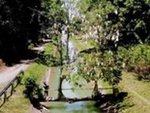 Cầu cây gòn độc lạ ở An Nhơn Tây (TP.HCM), du khách mong đừng ai làm hại cây