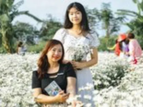 Vườn cúc họa mi trái mùa hút khách check-in giữa lòng Đà Nẵng