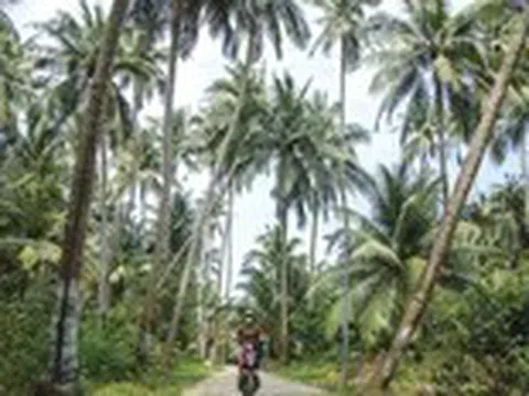 Có một xã đảo rợp bóng dừa đẹp như tranh tại Đà Nẵng