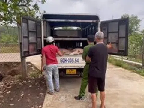 Triệt phá đường dây mua bán lợn giống không rõ nguồn gốc