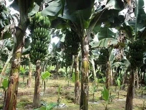 Em trai đâm anh ruột tử vong chỉ vì mất buồng chuối