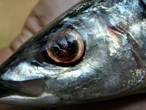 Chuyên gia Mỹ khen loại cá "tốt nhất thế giới", hóa ra ở Việt Nam hễ ra chợ là thấy