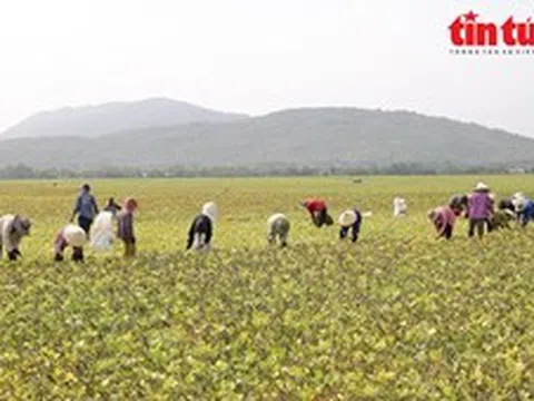 Nông dân vùng Bảy Núi tất bật thu hoạch đậu xanh những ngày giáp Tết