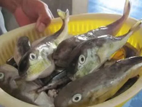 Ăn cá nóc, 3 người ở Cần Thơ nhập viện: Bộ Y tế khuyến cáo khẩn