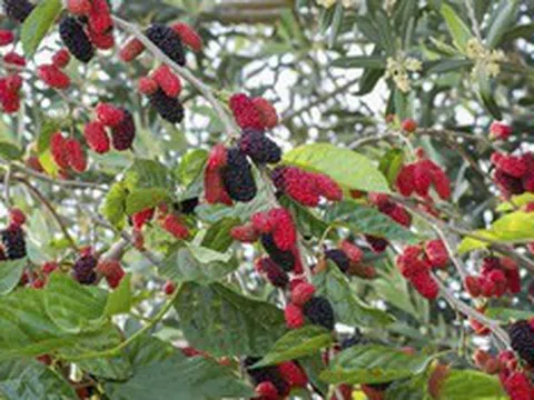 Loại quả “siêu dinh dưỡng” tốt ngang nhân sâm, giá rẻ bất ngờ, đang vào mùa chín rộ