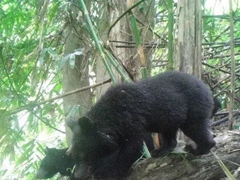 Gấu ngựa xuất hiện nhiều khu vực ở Pù Hu, hé lộ hệ sinh thái đa dạng hiếm có