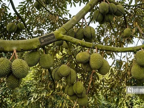 Giá sầu riêng giảm, nhà vườn và thương lái cùng “mắc kẹt”