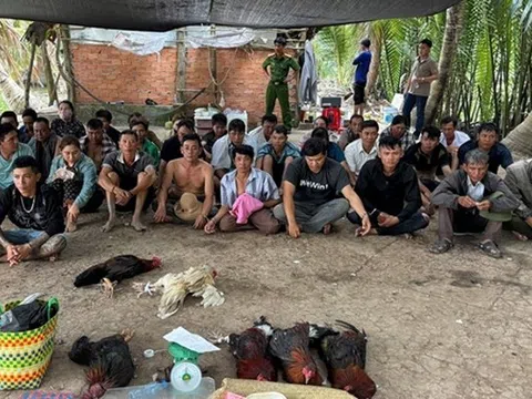 Bắt 36 đối tượng đánh bạc đá gà, ăn thua bằng số tiền lớn