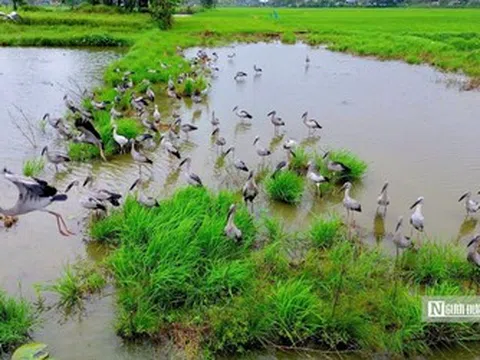 Cận cảnh đàn chim quý xuất hiện tại cánh đồng ở Huế