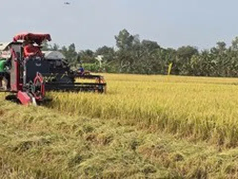 Tái tổ chức chuỗi sản xuất để lúa gạo 'được mùa, được cả giá'