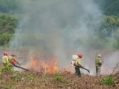 Nắng nóng gay gắt, miền Trung cấp bách phòng cháy, chữa cháy rừng