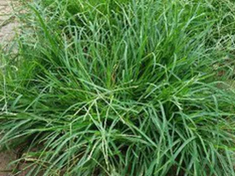 "Nước mát tự nhiên" từ loại cỏ dại giúp thanh nhiệt, lợi tiểu