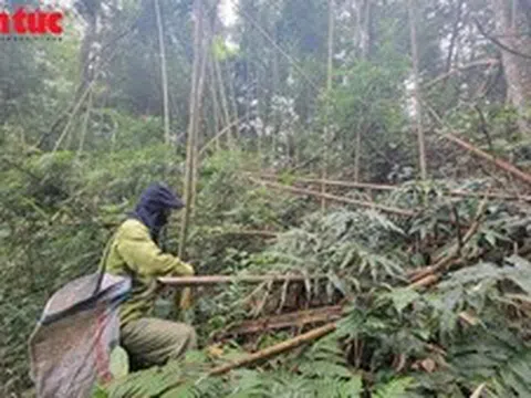 Người dân miền núi Thái Nguyên kiếm bạc triệu mỗi ngày nhờ hái 'lộc rừng'