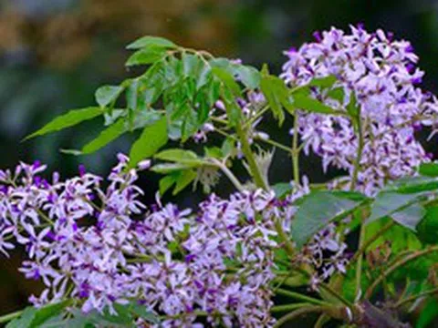 Loài hoa khi vào mùa khiến cơ thể dễ ốm yếu hơn