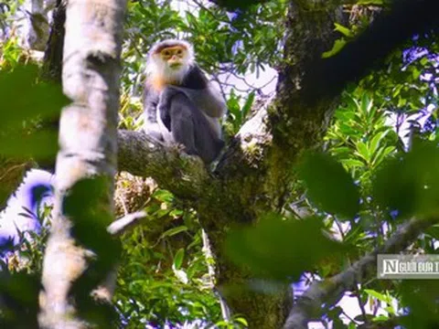 Gia Lai mở “mỏ vàng xanh”, kỳ vọng bứt phá tăng trưởng hai con số