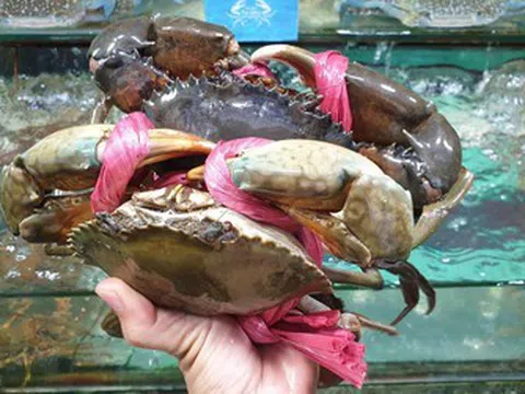 Xuất khẩu cua ghẹ sống của Việt Nam tăng đột phá trong 2 tháng đầu năm