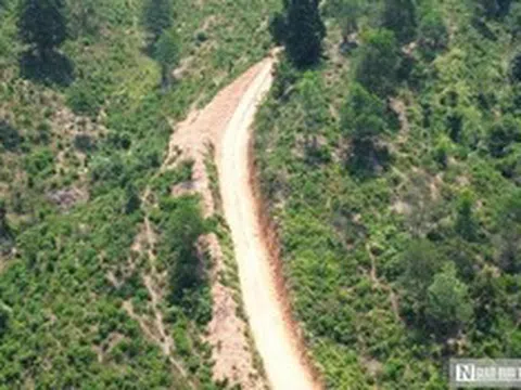 Dừng khai thác hơn 5ha rừng ở Huế do không có hồ sơ pháp lý