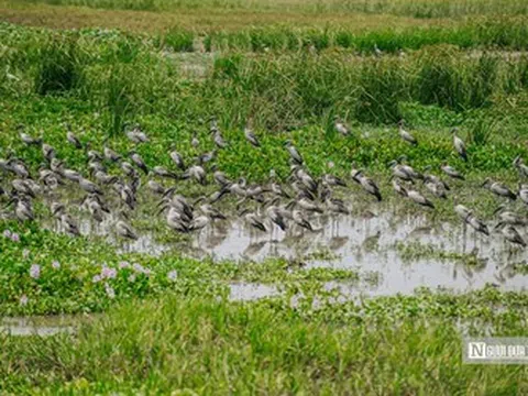 Ngắm đàn cò trong Sách Đỏ thong dong kiếm mồi trên cánh đồng ở Đắk Lắk