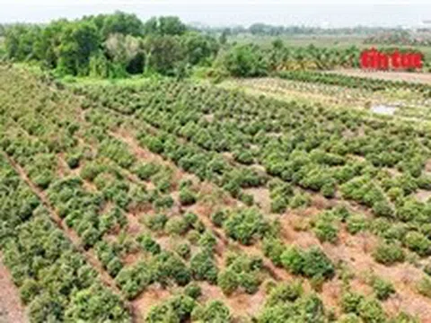 ‘Thủ phủ’ trồng mai ở TP Hồ Chí Minh gặp khó trong vụ Tết 2026