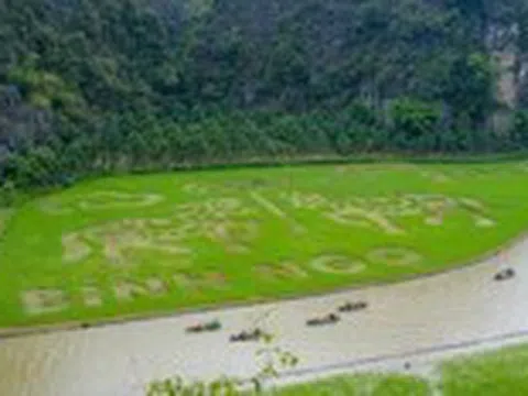 Ninh Bình mời gọi du khách về ngắm mùa vàng Tam Cốc