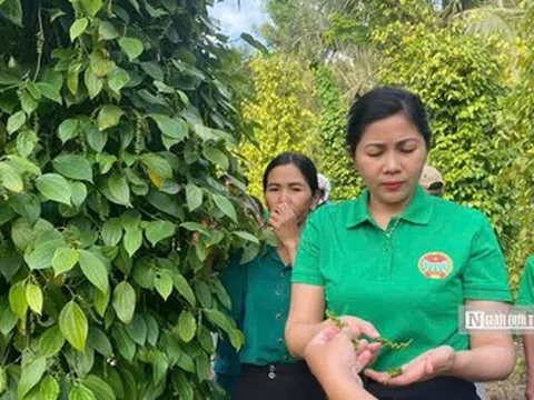 Gia Lai hướng tới tăng trưởng 2 con số nhờ đa dạng mô hình sinh kế