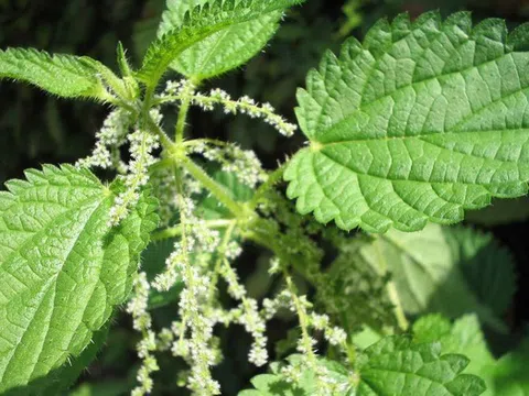 Loài cây dại là một kho báu dược liệu, bổ ngang nhân sâm, tổ yến