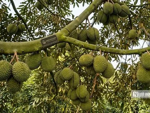 Giá sầu riêng giảm, nhà vườn và thương lái cùng “mắc kẹt”