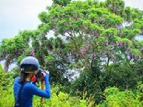 Tháng 4, hoa thàn mát nhuộm tím rừng Sơn Trà