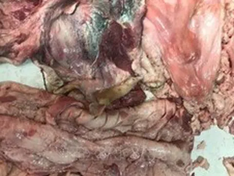 Ngăn chặn kịp thời 500 kg thịt lợn bốc mùi đưa ra thị trường