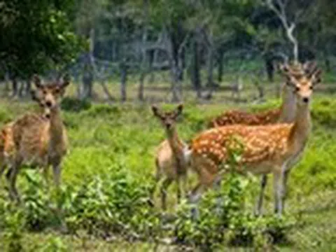 Ngắm đàn hươu sao 'báu vật' ở Vườn quốc gia Kon Ka Kinh