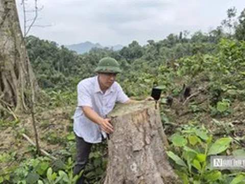 Phá hơn 4.000m2 rừng phòng hộ, hai anh em bị phạt nặng