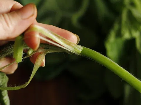 Loại rau bổ dưỡng chẳng kém "nhân sâm", ở quê mọc um tùm