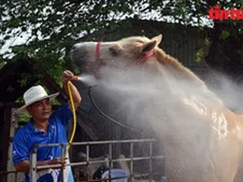 Nghề nuôi ngựa đua vang bóng một thời ở TP Hồ Chí Minh