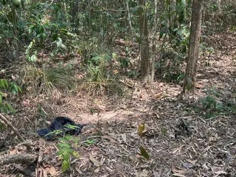 Điều tra vụ phát hiện thi thể nam giới trên bãi đất trống giữa rừng phòng hộ