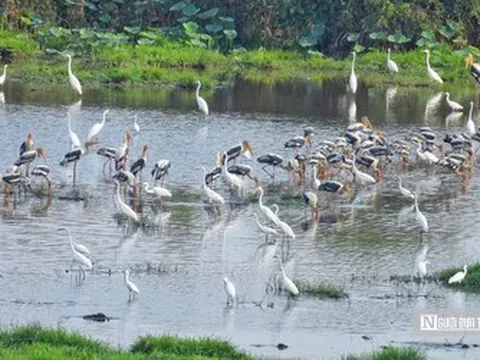 Tràm Chim "hồi sinh", hàng nghìn cánh chim trở lại