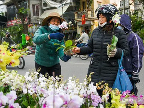 Chợ hoa phố Hoàng Hoa Thám nhộn ngày cuối năm