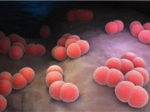 Ghi nhận ca tử vong do não mô cầu, Cà Mau tăng cường công tác phòng, chống dịch