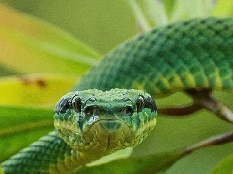 Đang ngồi ở nhà, người đàn ông 41 tuổi bị loài rắn "cực độc" cắn