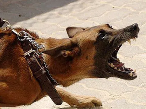 Đề phòng bệnh dại mùa nắng nóng