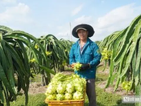Thanh long Lâm Đồng trước "cuộc sát hạch" khốc liệt của thị trường toàn cầu