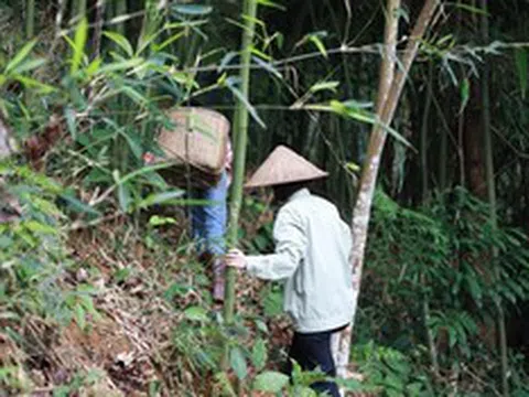 Từ 25/6, hành động tưởng vô hại trong rừng có thể khiến bạn bị phạt tới 25 triệu đồng