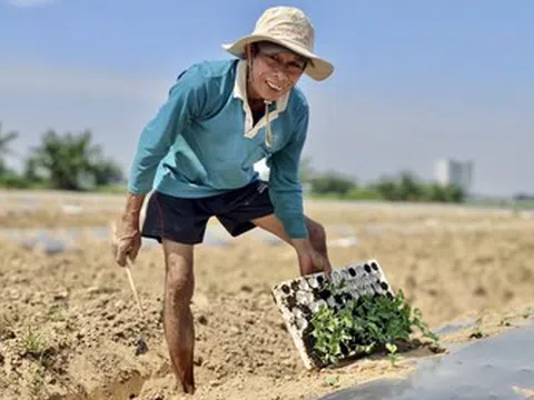 Chuyện ít biết về nghề "phu dưa" phiêu bạt, gieo ước mơ hy vọng