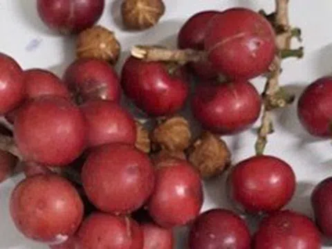 Hơn 200 học sinh ngộ độc nghi do ăn quả lạ