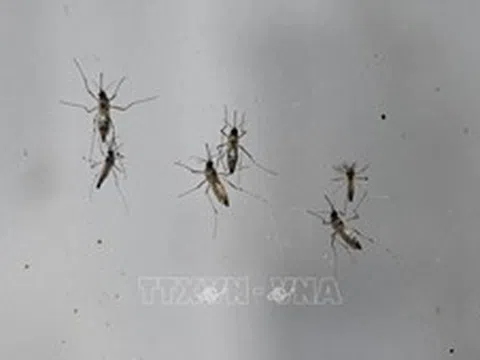 Nỗ lực loại trừ hoàn toàn bệnh sốt rét vào năm 2030