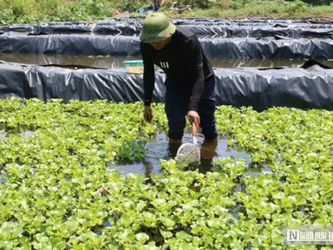 Bỏ việc lương hàng nghìn USD ở nước ngoài, anh nông dân lên khe núi nuôi con "một vốn bốn lời"