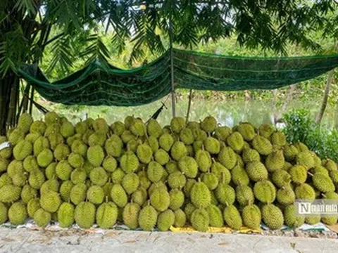 Sầu riêng biến động khó lường, nhà vườn “đứng ngồi không yên”