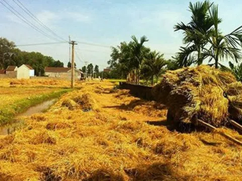 Đường rơm